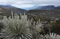 Estranhas plantas crescem a mais de 4 mil metros de altitude, na região dos Andes venezuelanos, perto de Mérida